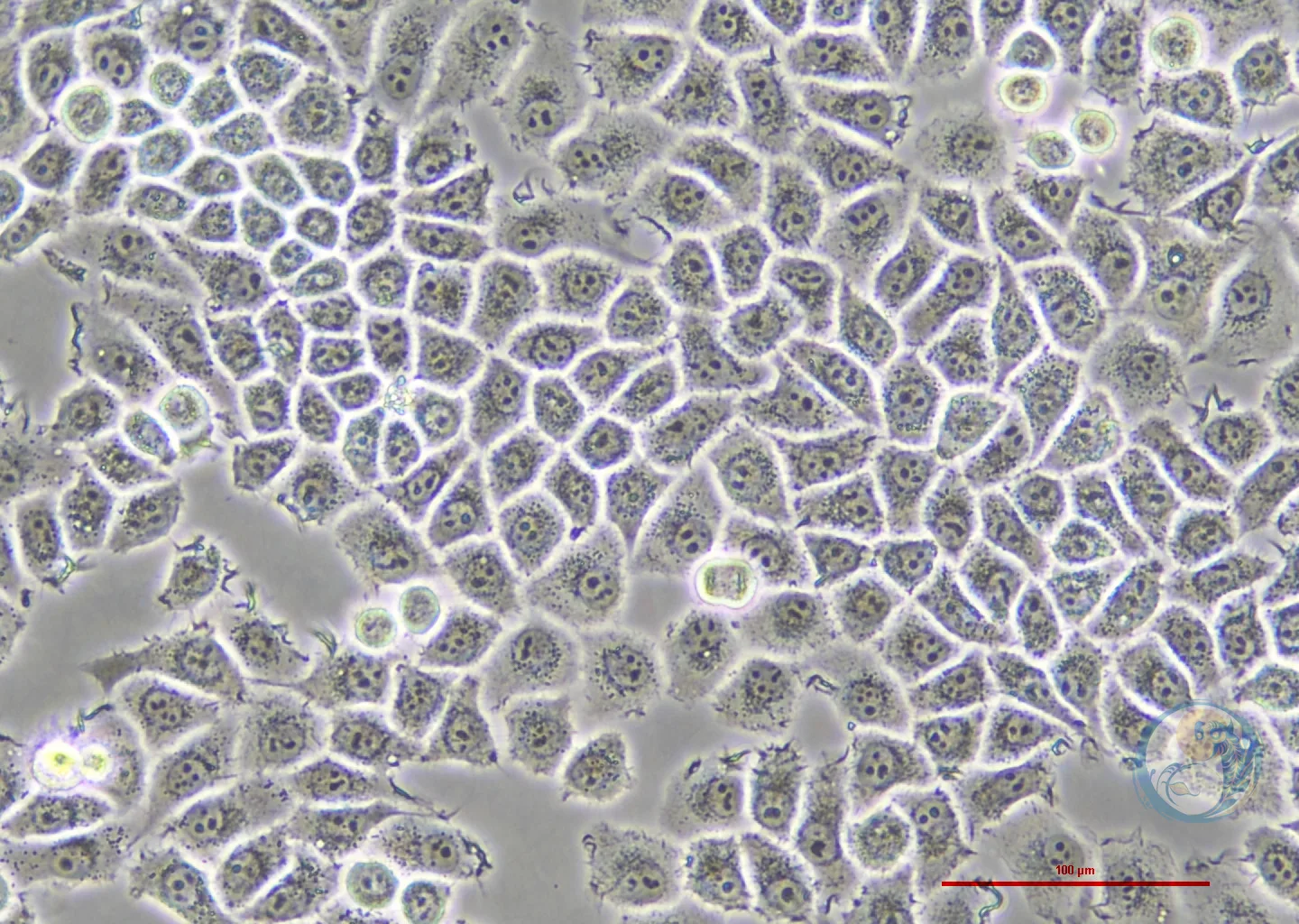 人宫颈癌细胞荧光素酶稳转株 HeLa-LUC 2